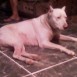 mis perros